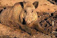 Wild boar